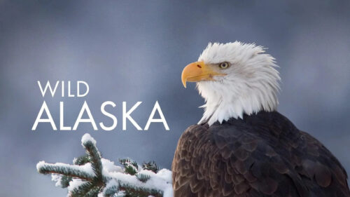 Majestic Bald Eagle Wild Alaska Desktop Wallpaper