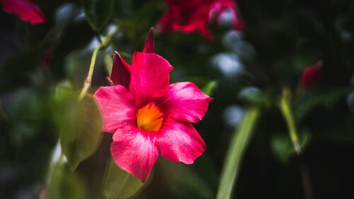 Vibrant Pink Mandevilla Flower Close-up Nature Desktop Wallpaper