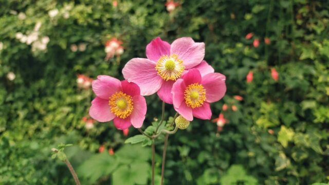 Vibrant Pink Japanese Anemone Flowers in a Lush Garden Desktop Wallpaper
