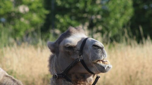 Funny Camel Close Up with Foaming Mouth 4K Desktop Wallpaper