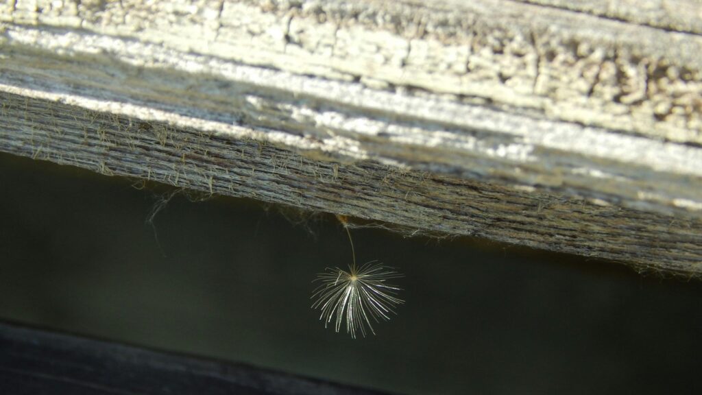 Dandelion Seed Floating Under Weathered Wood 4K Wallpaper