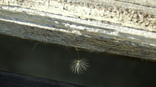 Dandelion Seed Floating Under Weathered Wood 4K Wallpaper