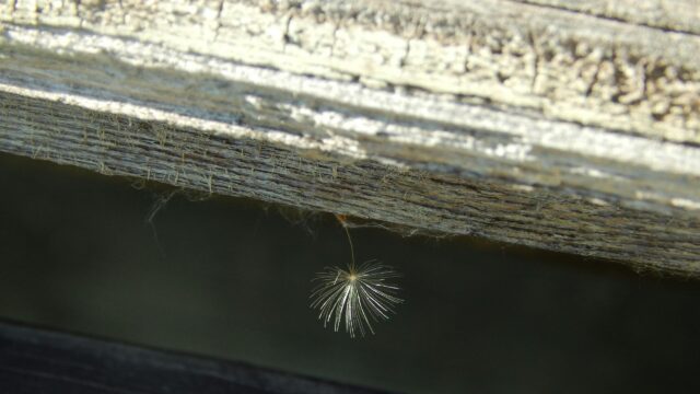 Dandelion Seed Floating Under Weathered Wood 4K Wallpaper