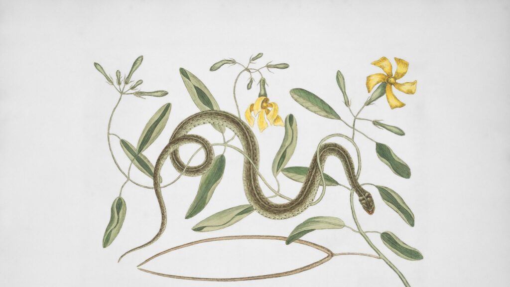 Vintage Botanical Illustration of a Snake and Yellow Flowers Desktop Wallpaper