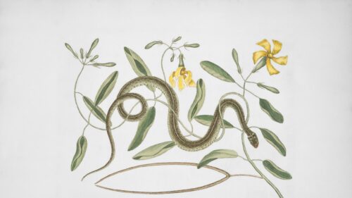 Vintage Botanical Illustration of a Snake and Yellow Flowers Desktop Wallpaper