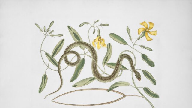 Vintage Botanical Illustration of a Snake and Yellow Flowers Desktop Wallpaper