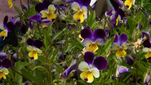 Vibrant Purple and Yellow Pansy Flowers Spring Garden Desktop Wallpaper