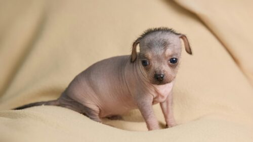Cute Hairless Xoloitzcuintli Puppy Portrait Desktop Wallpaper