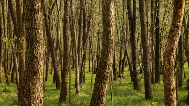 Sunlit Forest Glade with Textured Tree Trunks 4K Wallpaper
