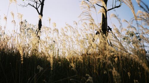 Golden Tall Grass in Warm Sunlight Nature Desktop Wallpaper