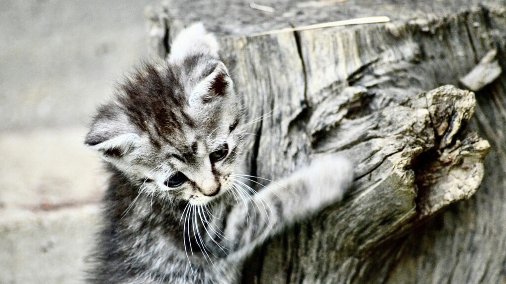 Cute Grey Tabby Kitten Touching Wooden Log Desktop Wallpaper