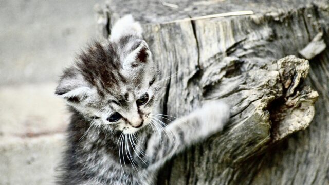 Cute Grey Tabby Kitten Touching Wooden Log Desktop Wallpaper