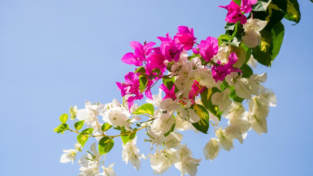 Stunning Pink and White Bougainvillea Flowers against Blue Sky 4K Wallpaper