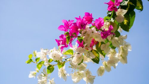 Stunning Pink and White Bougainvillea Flowers against Blue Sky 4K Wallpaper