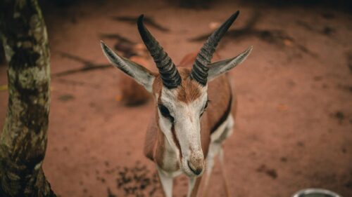 Close-up Portrait of a Graceful Springbok Antelope Desktop Wallpaper