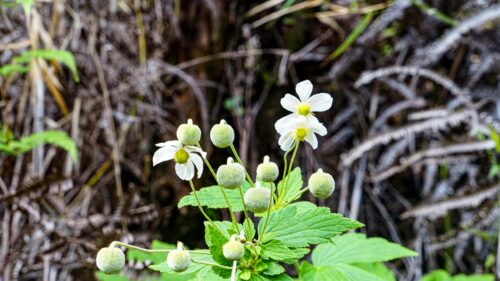 Delicate White Anemone Flowers in Forest Nature 4K Wallpaper