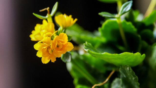 Vibrant Yellow Kalanchoe Flower Bloom Macro Desktop Wallpaper