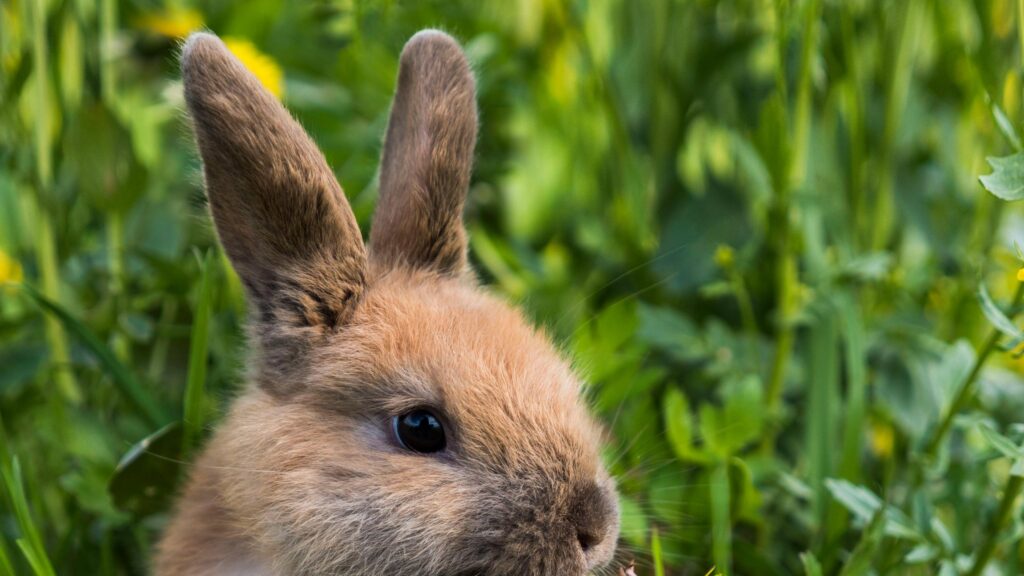 Close-up Portrait of a Cute Fluffy Bunny in a Grassy Field 4K Wallpaper