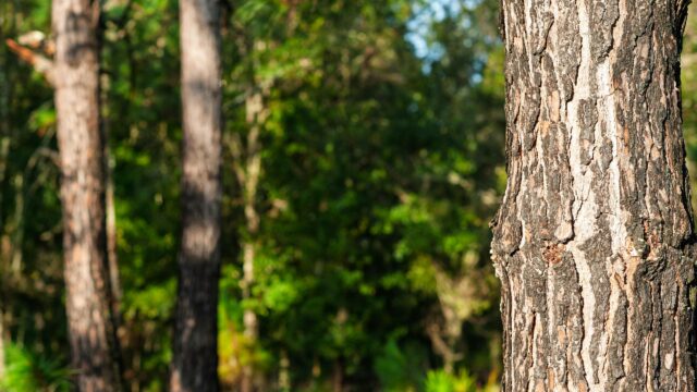 Rustic Pine Tree Bark Close-up Forest Nature 4K Desktop Wallpaper