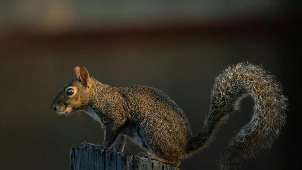 Golden Hour Squirrel Perched on Wooden Post 4K Desktop Wallpaper
