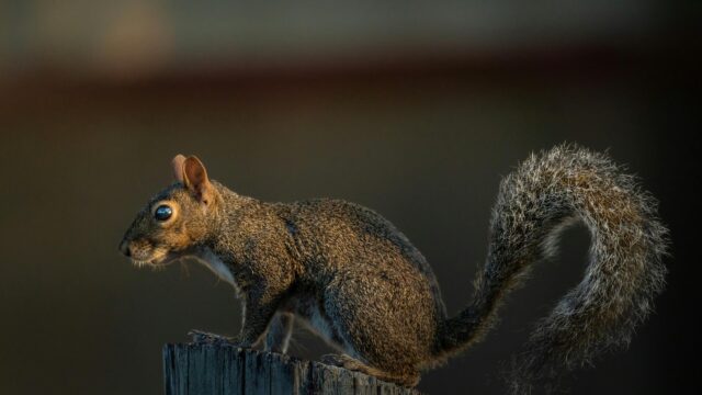 Golden Hour Squirrel Perched on Wooden Post 4K Desktop Wallpaper