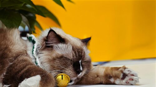 Sleeping Ragdoll Cat with Golden Bell Collar 4K Desktop Wallpaper