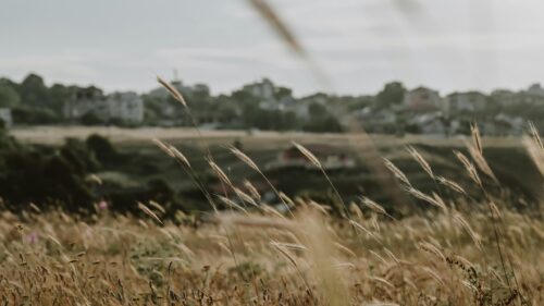 Golden Wild Grass Field Overlooking a Distant Town 4K Desktop Wallpaper