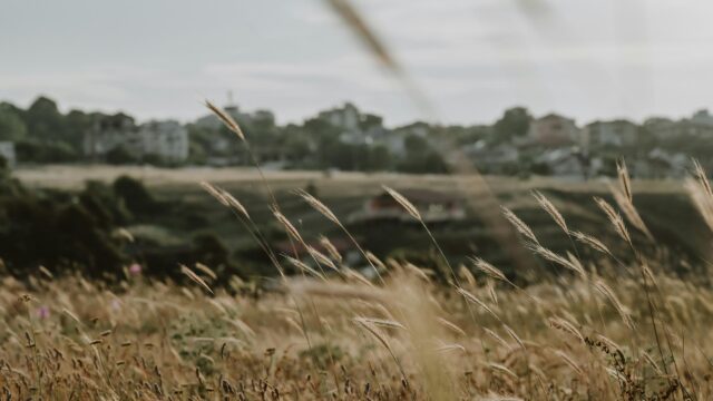 Golden Wild Grass Field Overlooking a Distant Town 4K Desktop Wallpaper