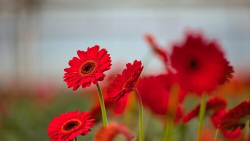 Vibrant Red Gerbera Daisy Field Close-up 4K Desktop Wallpaper
