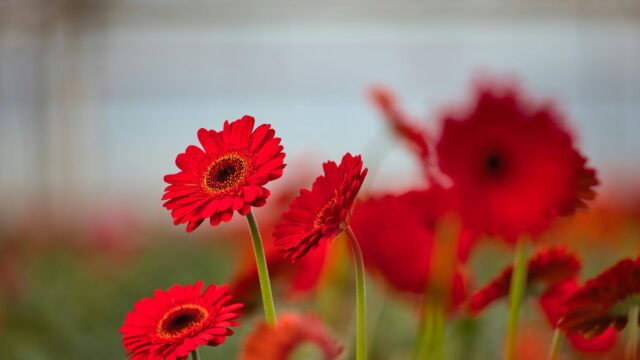Vibrant Red Gerbera Daisy Field Close-up 4K Desktop Wallpaper