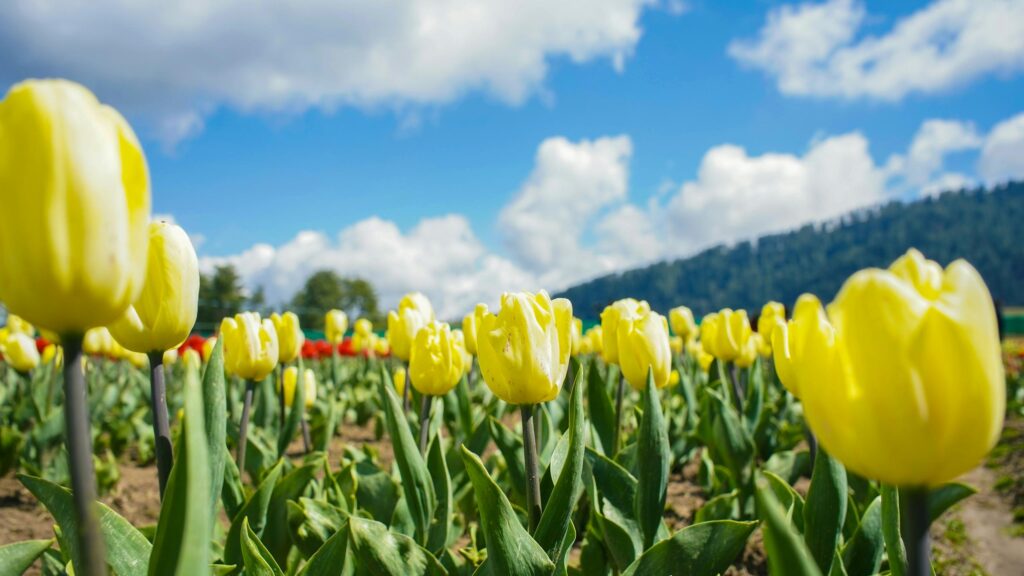 Bright Yellow Tulips Field Under Blue Sunny Sky 4K Wallpaper