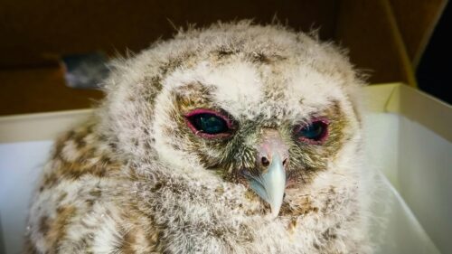 Close up Portrait of a Fluffy Baby Owl 4K Desktop Wallpaper