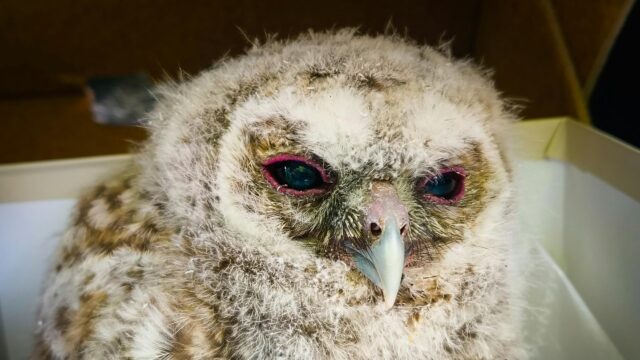 Close up Portrait of a Fluffy Baby Owl 4K Desktop Wallpaper