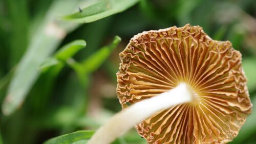 Close-up Macro Mushroom Underside in Grassy Field 4K Wallpaper