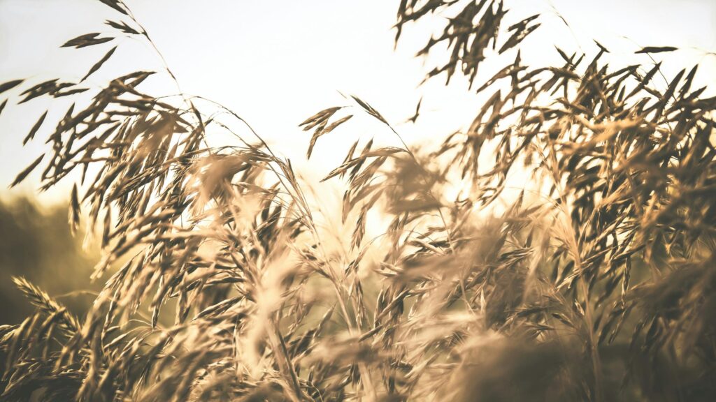 Golden Wheat Field at Sunset Aesthetic Desktop Wallpaper