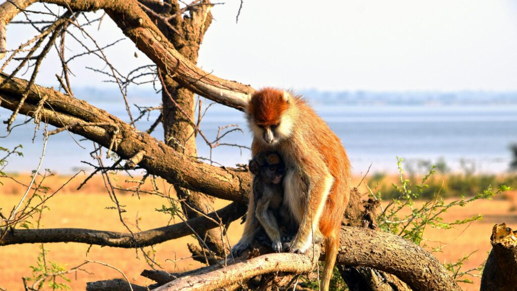 Patas Monkey Mother and Baby Cuddling on Tree Branch Desktop Wallpaper
