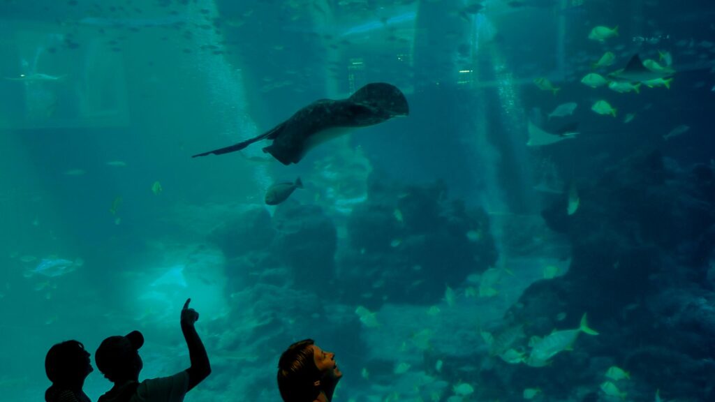 Stingray Swimming Above Aquarium Visitors Desktop Wallpaper