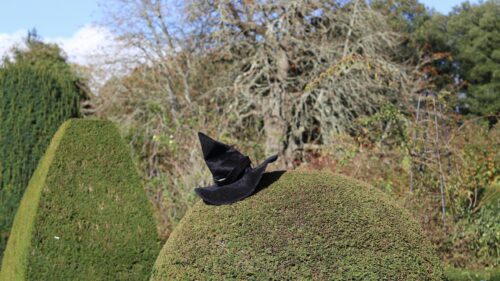 Black Witch Hat on Topiary Garden Tree 4K Desktop Wallpaper