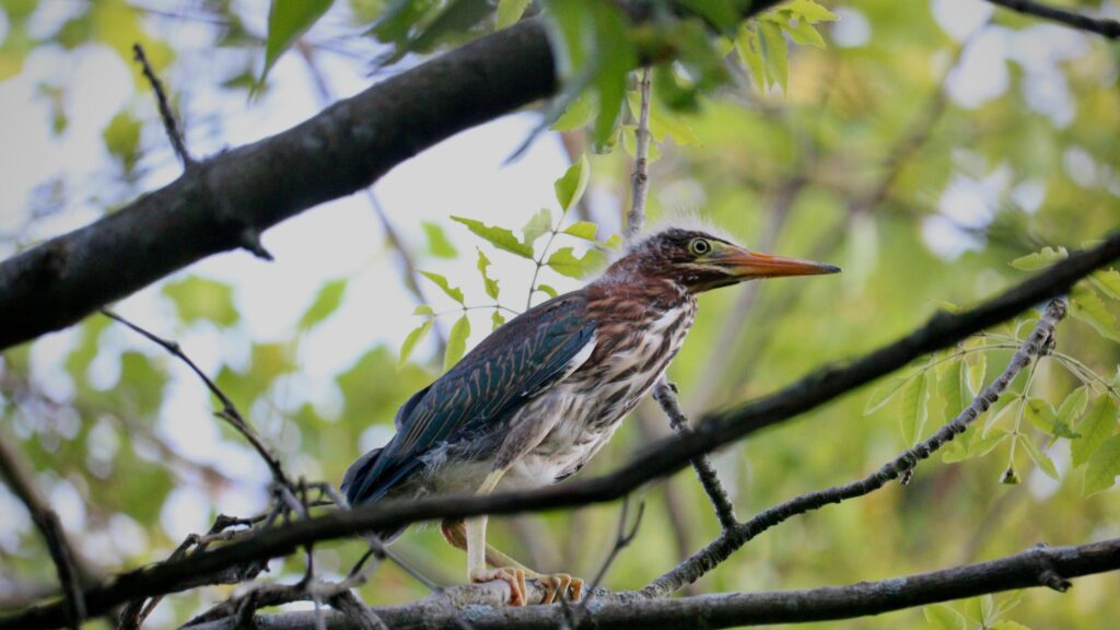 Young Green Heron Perched in Tree Branches Desktop Wallpaper