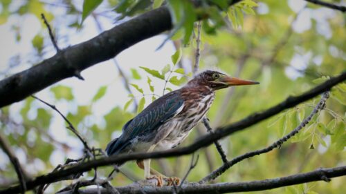 Young Green Heron Perched in Tree Branches Desktop Wallpaper