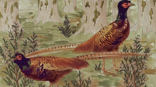 Elegant Vintage Pheasant Illustration Nature Forest Desktop Wallpaper