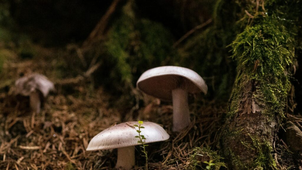 Enchanted Forest Mushrooms in the Mossy Woods 4K Desktop Wallpaper