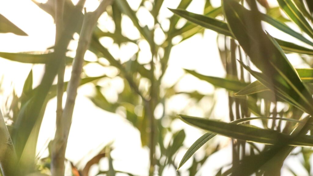 Sunlit Oleander Leaves Nature Close-up 4K Desktop Wallpaper