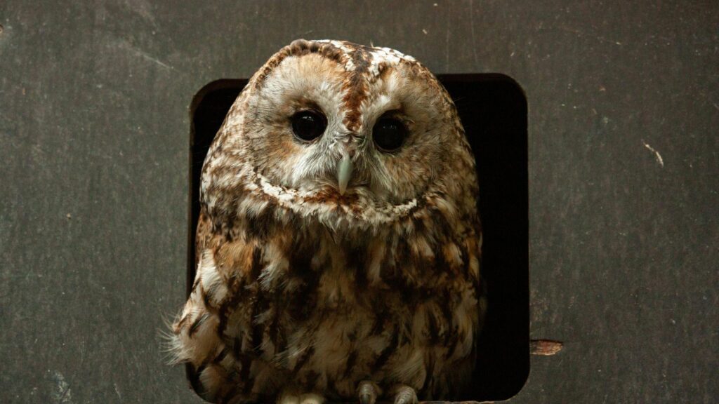 Stunning Tawny Owl Peering from Nest Hole 4K Desktop Wallpaper