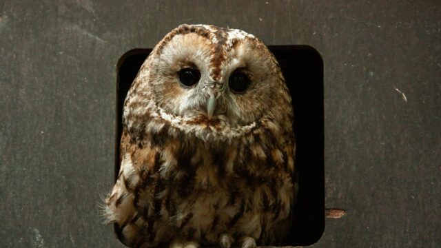 Stunning Tawny Owl Peering from Nest Hole 4K Desktop Wallpaper