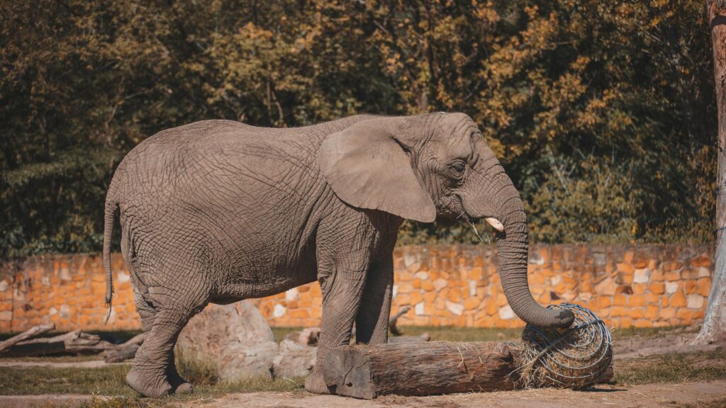 Majestic African Elephant Eating Straw in Nature Desktop Wallpaper