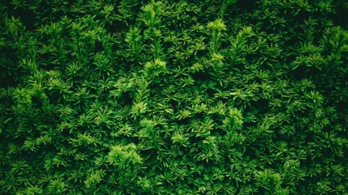 Lush Dark Green Yew Hedge Nature Pattern Desktop Wallpaper