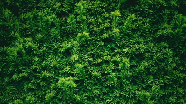 Lush Dark Green Yew Hedge Nature Pattern Desktop Wallpaper
