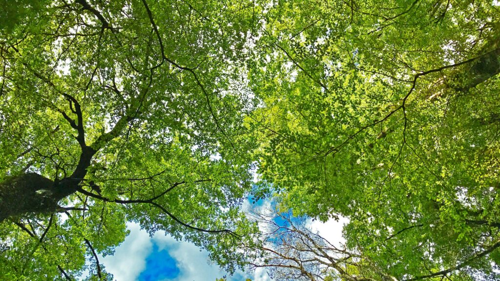Sun-Drenched Lush Green Forest Canopy Desktop Wallpaper