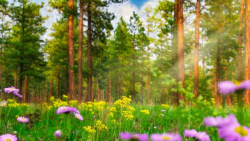 Sunlit Forest Wildflower Meadow Scenic 4K Desktop Wallpaper
